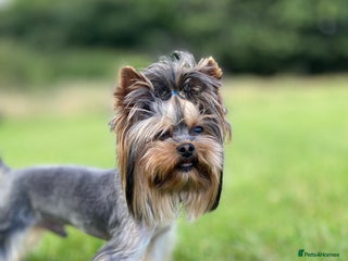 Yorkshire Terrier dogs in Hornchurch - Advert 9