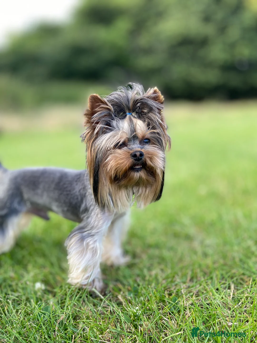 Yorkshire Terrier dogs for stud: Rocky in Hornchurch - Advert 3
