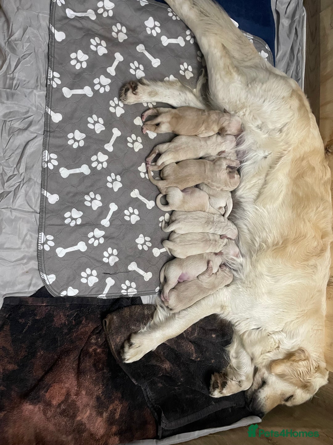 Golden Retriever dogs for sale: Golden Retriever Puppies for Sale - Image 16