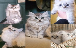 Siberian cats for sale: Gorgeous Pure Siberian Kittens For Sale  - Image 1