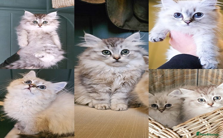 Siberian cats - Advert 2