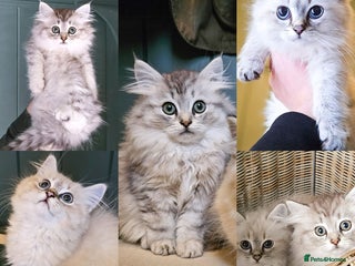 Siberian cats - Advert 1