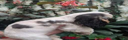 Cocker Spaniel dogs for sale: Beautiful KC Registered Show Cocker Puppies - Advert 6