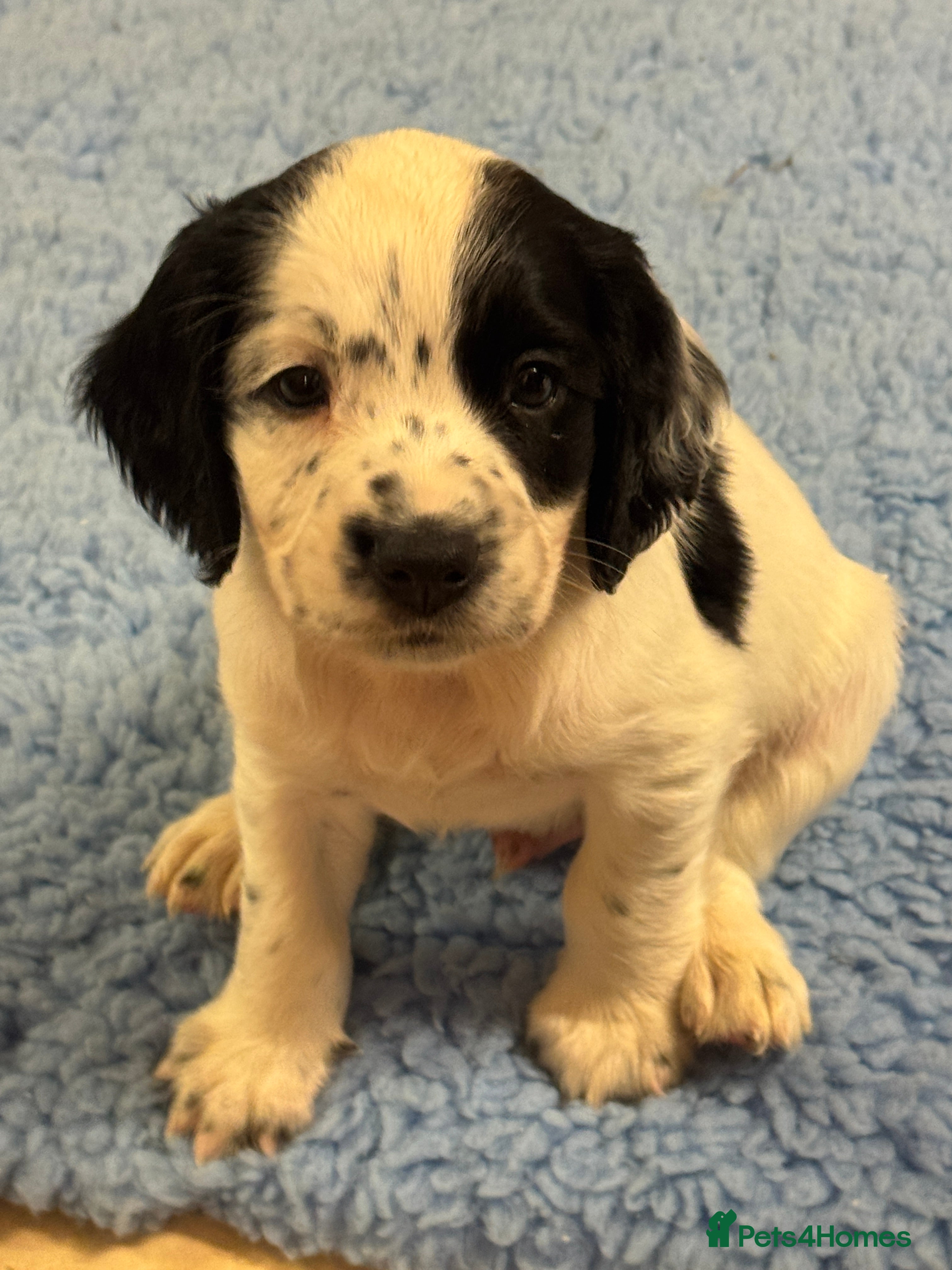 Sprocker dogs 4 Beautiful Boy Spaniels Left! - Advert 10