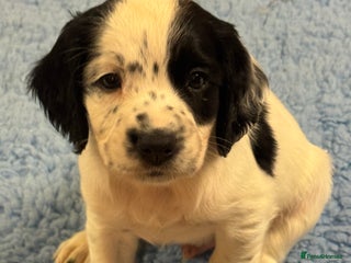 Sprocker dogs 4 Beautiful Boy Spaniels Left! - Advert 9