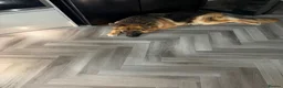 German Shepherd dogs for sale: Male German shepherd  in Kilmarnock - Advert 4