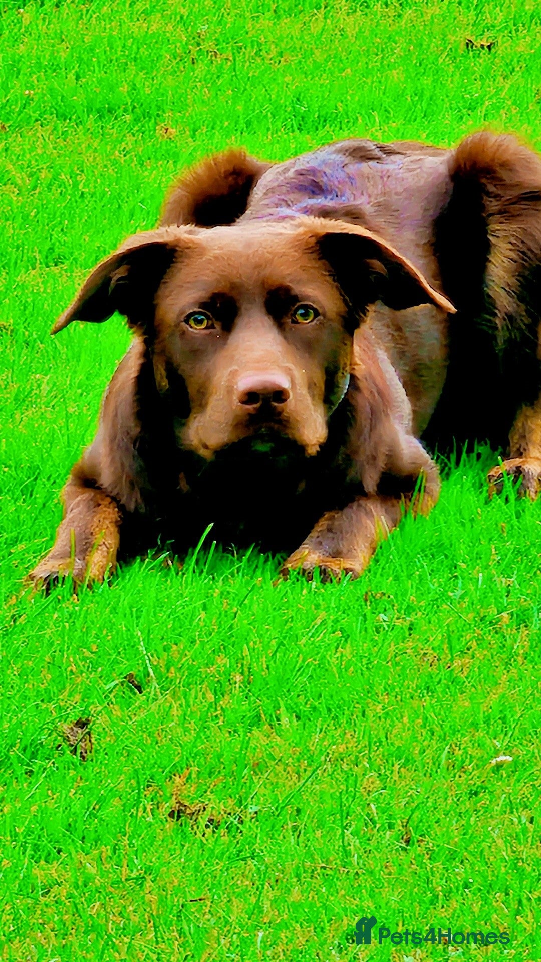 Borador dogs for stud: Borador for Stud - Image 8