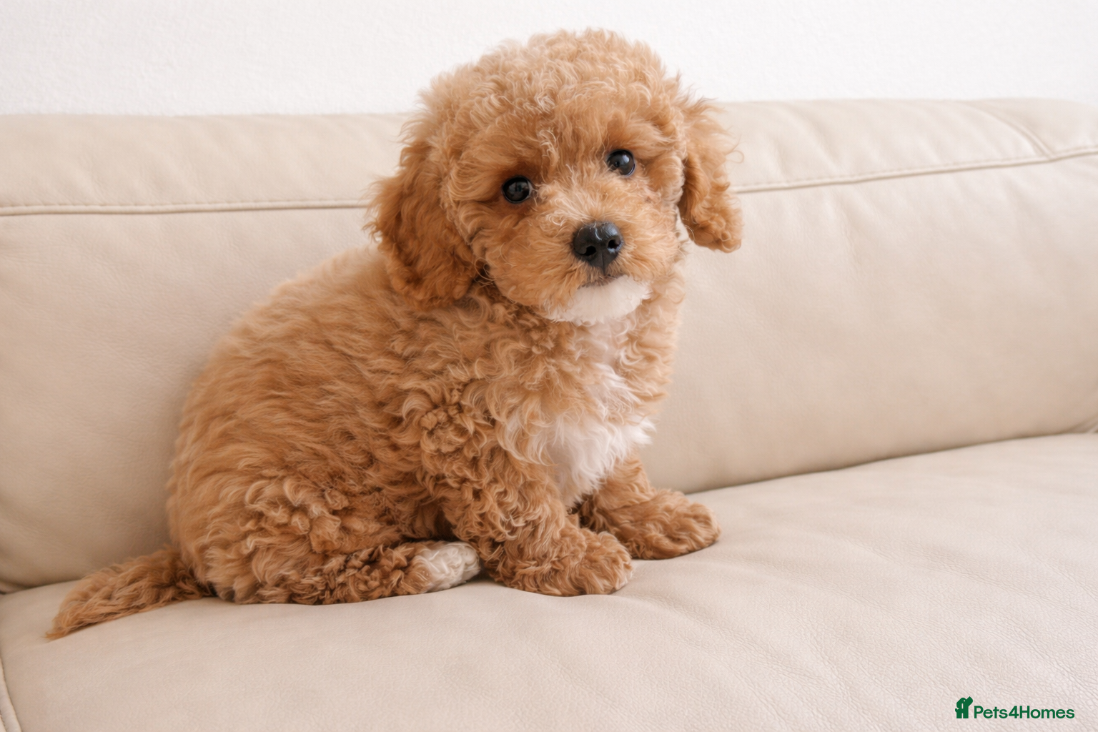 Poochon dogs Asian mini pochoon puppies -Tiny and Curly - Advert 5