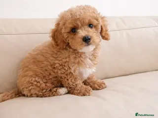 Poochon dogs Asian mini pochoon puppies -Tiny and Curly - Advert 5