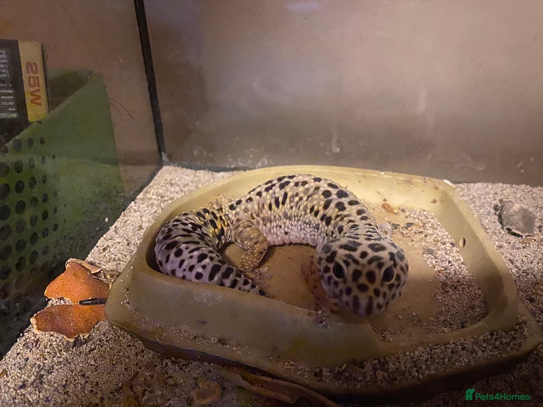 Leopard Gecko reptiles for sale: Free leopard gecko - Advert 1