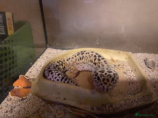 Leopard Gecko reptiles Free leopard gecko - Advert 11