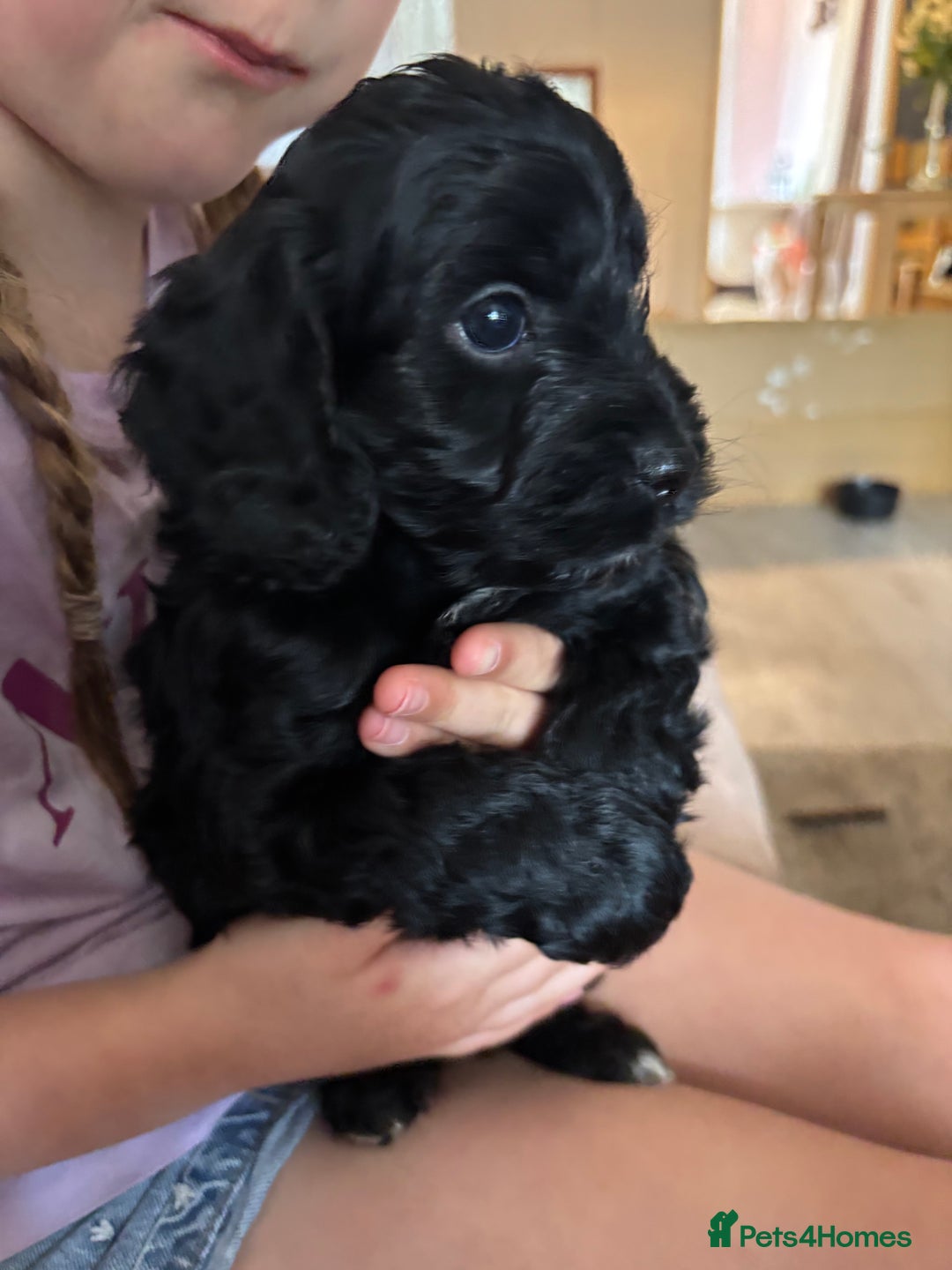 Cockapoo dogs for sale: Cockapoo puppies F1B - Image 29