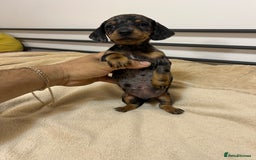 Miniature Dachshund dogs for sale: Miniature Dachshund KC ready now  - Image 10