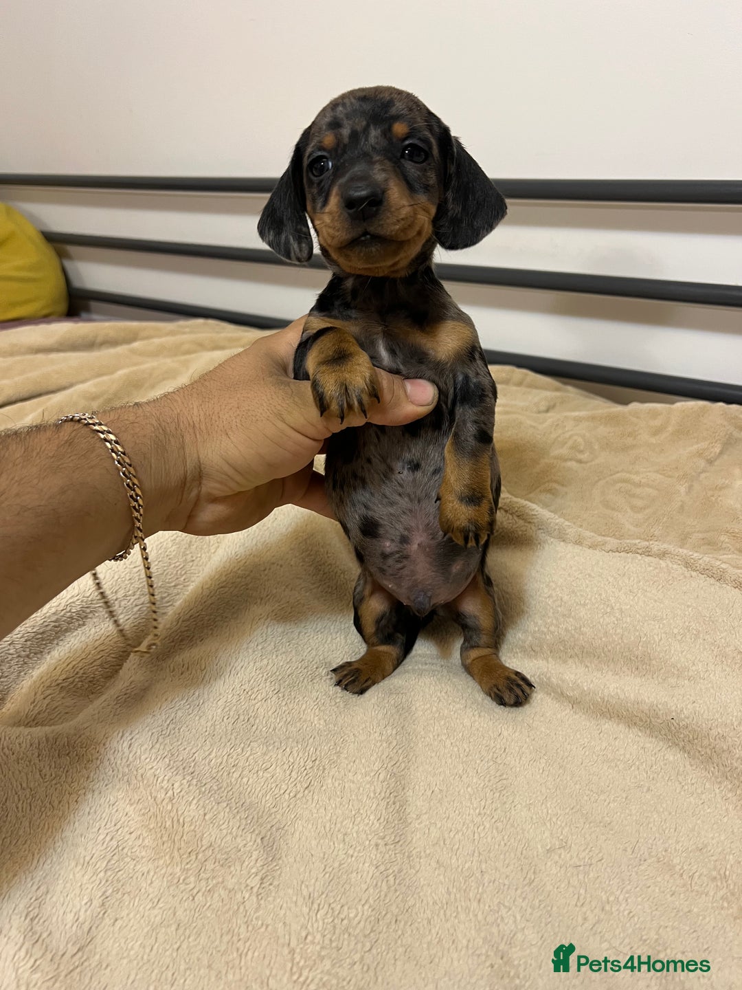 Miniature Dachshund dogs for sale: Miniature Dachshund KC ready now  - Image 10