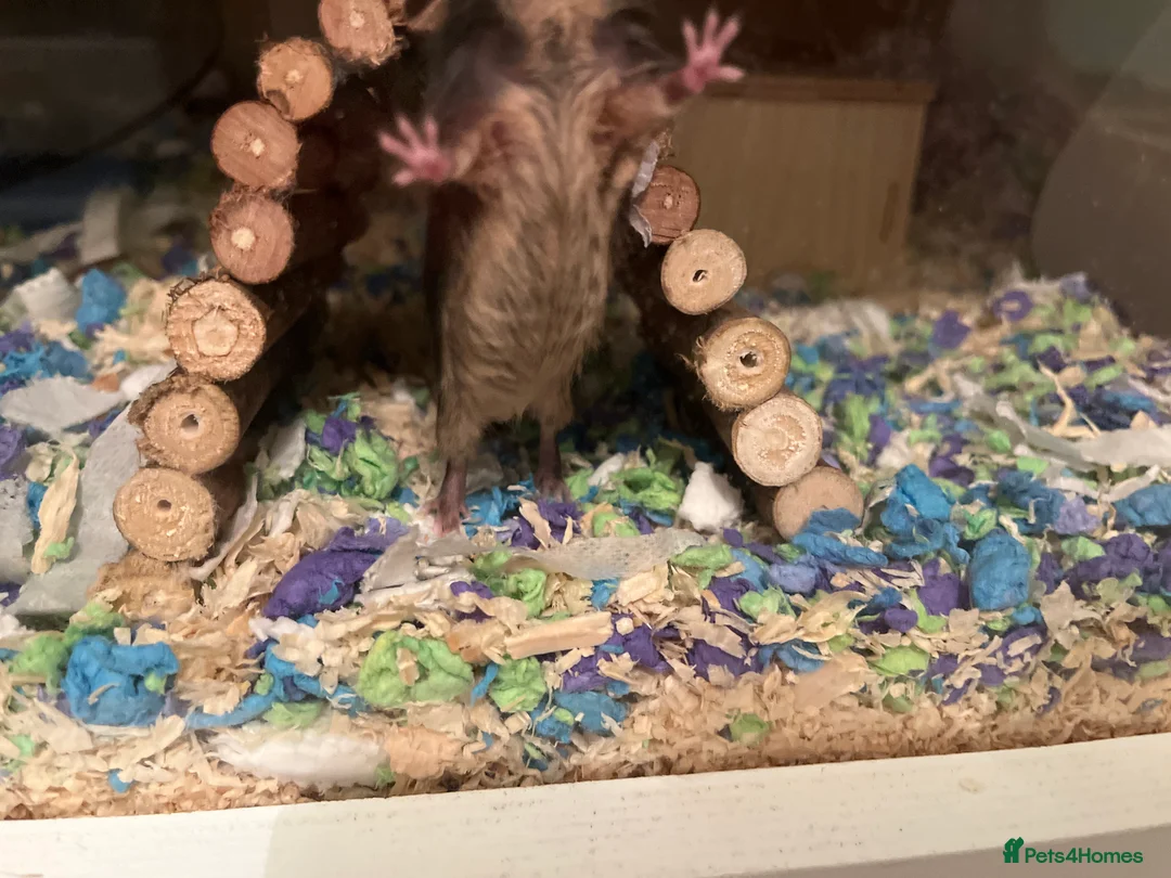 Mouse rodents for sale: Baby fancy mice waiting list  - Advert 8