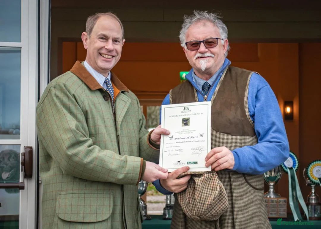 Cocker Spaniel dogs for stud: Outstanding OFTW Red Cocker, FULLY HEALTH TESTED in Bristol - Advert 9