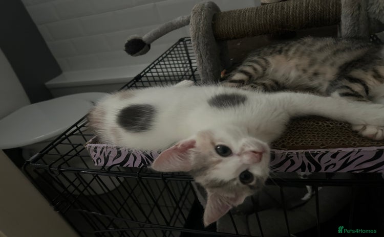 British Shorthair cats - Advert 9