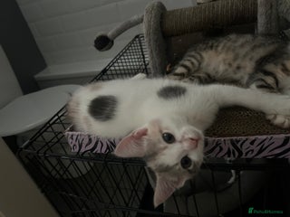 British Shorthair cats - Advert 9