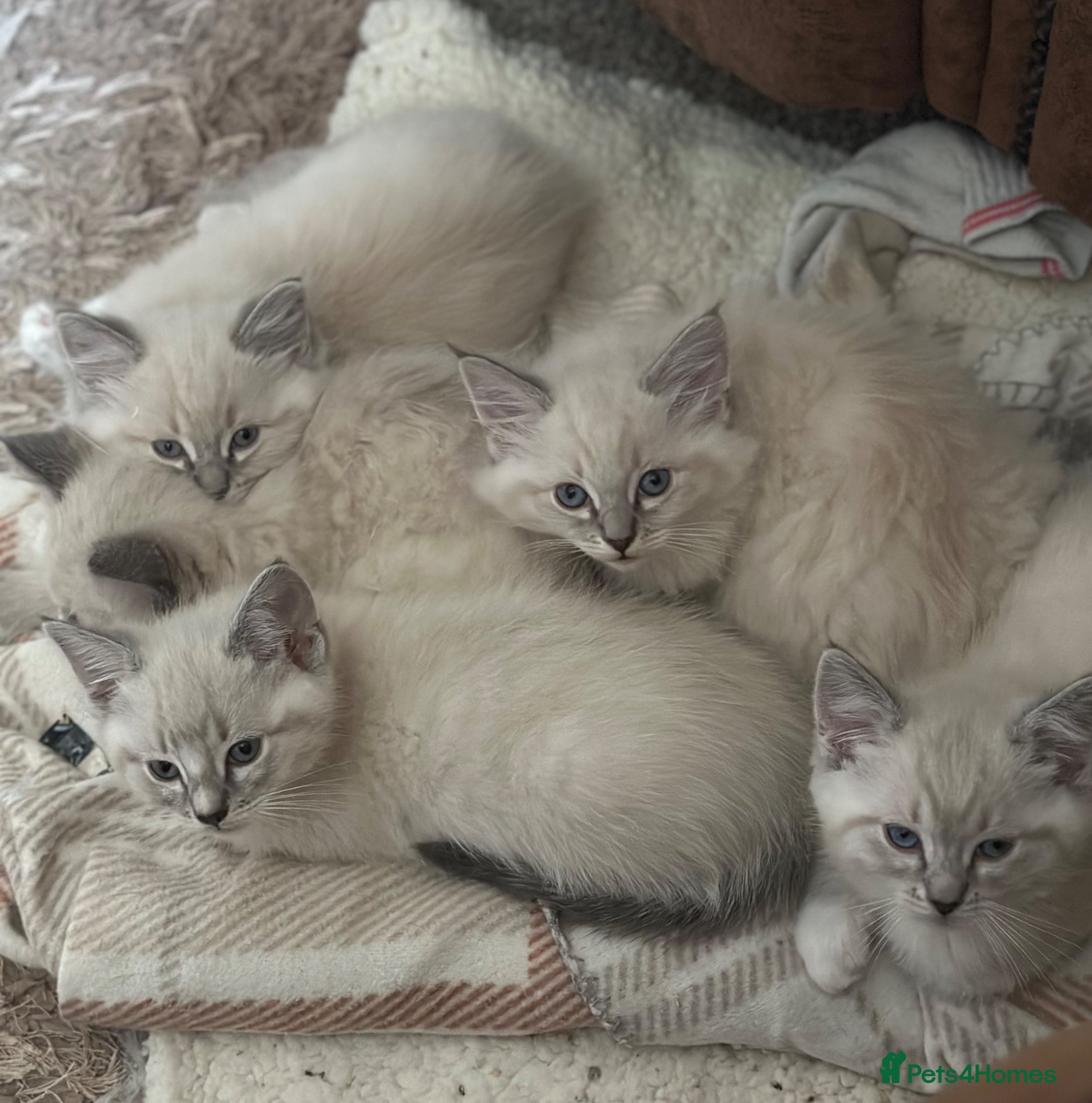 Ragdoll cats Gorgeous 3/4 Ragdoll kittens. Blue mitted lynx - Advert 15