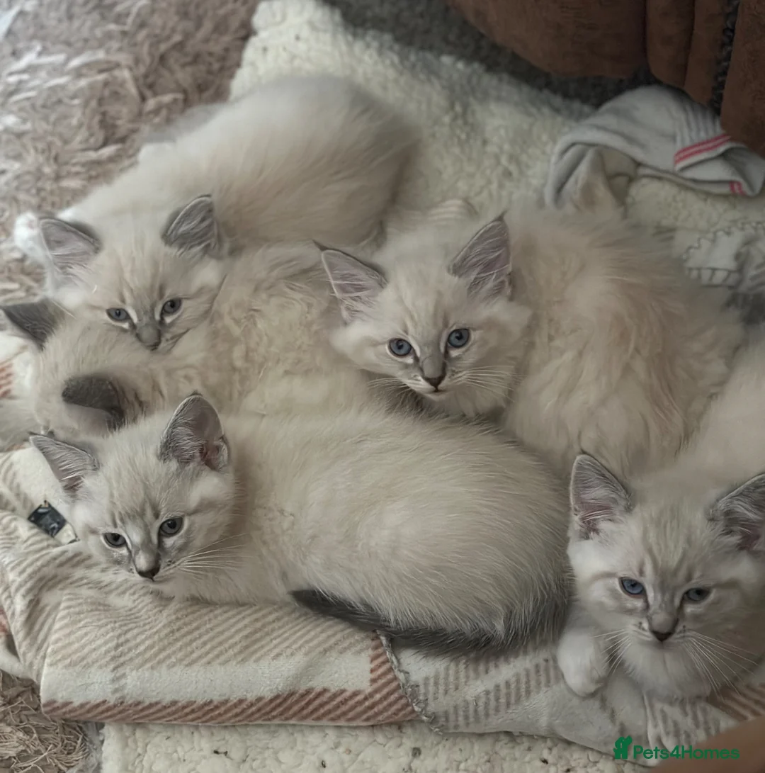 Ragdoll cats for sale: Gorgeous 3/4 Ragdoll kittens. Blue mitted lynx - Advert 1