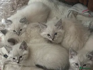 Ragdoll cats Gorgeous 3/4 Ragdoll kittens. Blue mitted lynx - Advert 1
