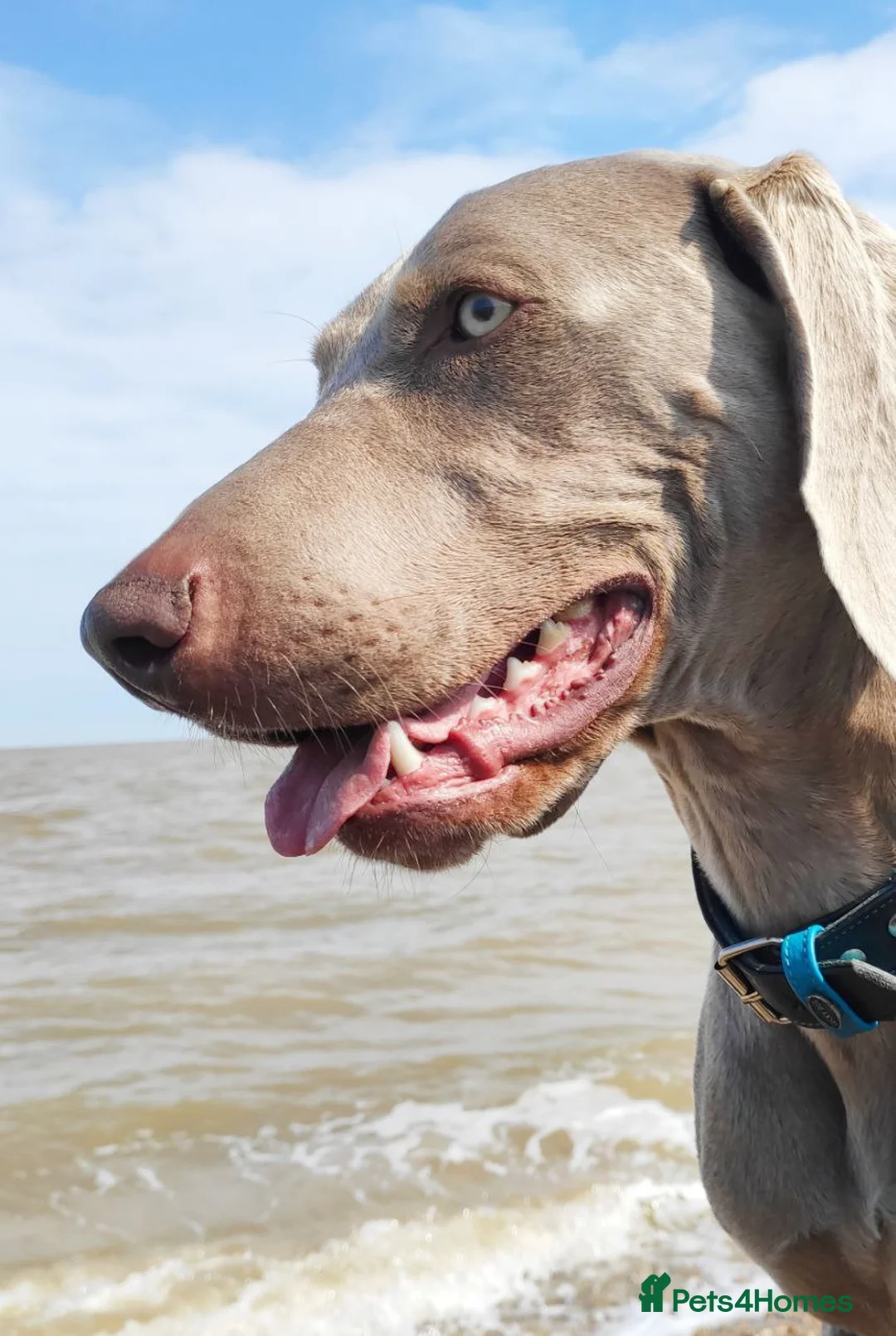 Weimaraner dogs for stud: 🔥super stud🔥Hipscored🔥KC reg in Woodbridge - Advert 34