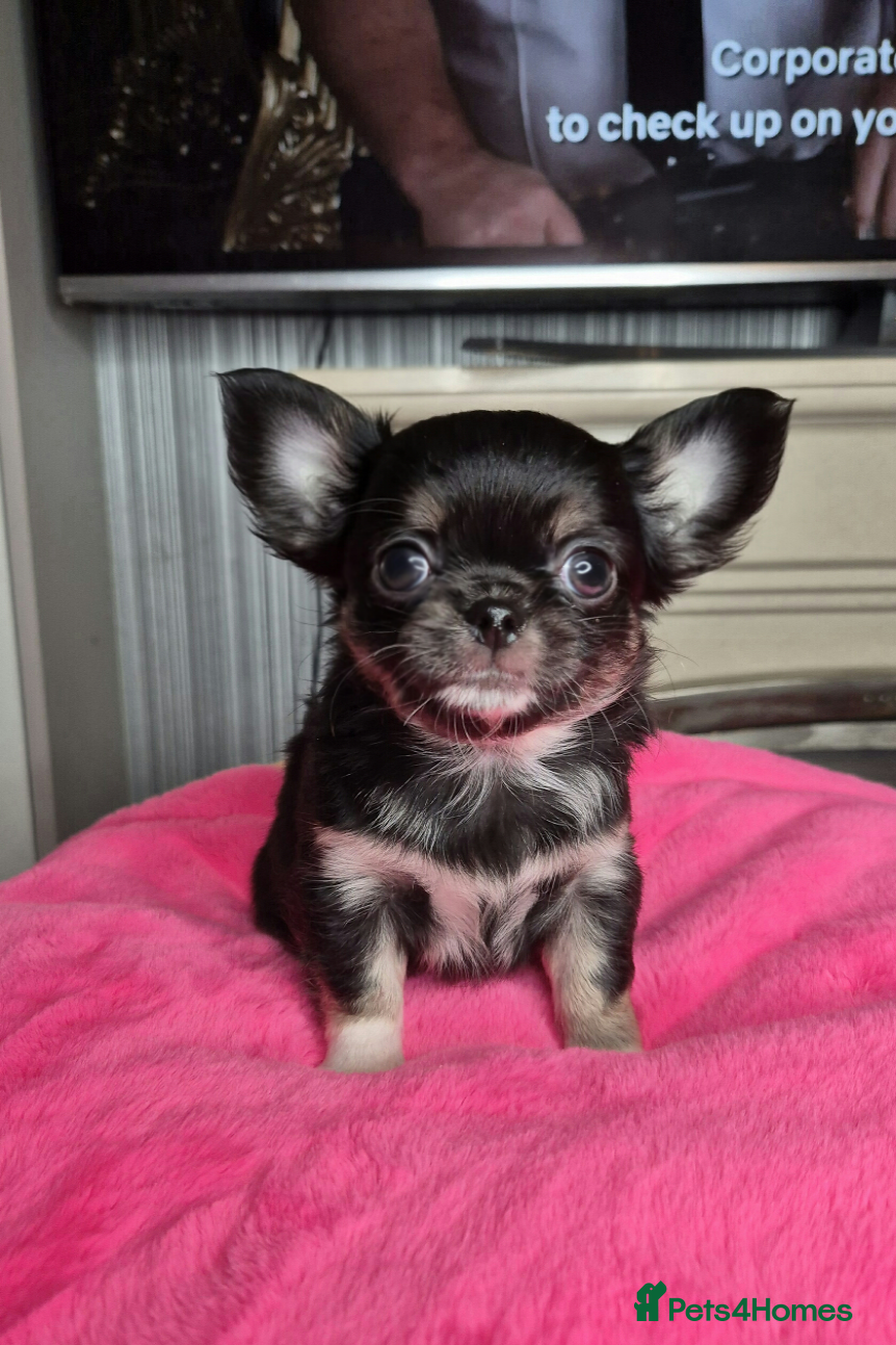 Chihuahua dogs KC registered Chihuahua puppies  - Advert 10