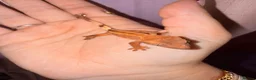 Gecko reptiles for sale: Crested Gecko Babies - Advert 27