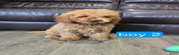 Cavapoo dogs for sale: Adorable F1B Cavapoo puppies for sale  - Advert 25