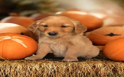Golden Retriever dogs for sale: Last Stunning Male Pup Health Tested Parents  - Image 26