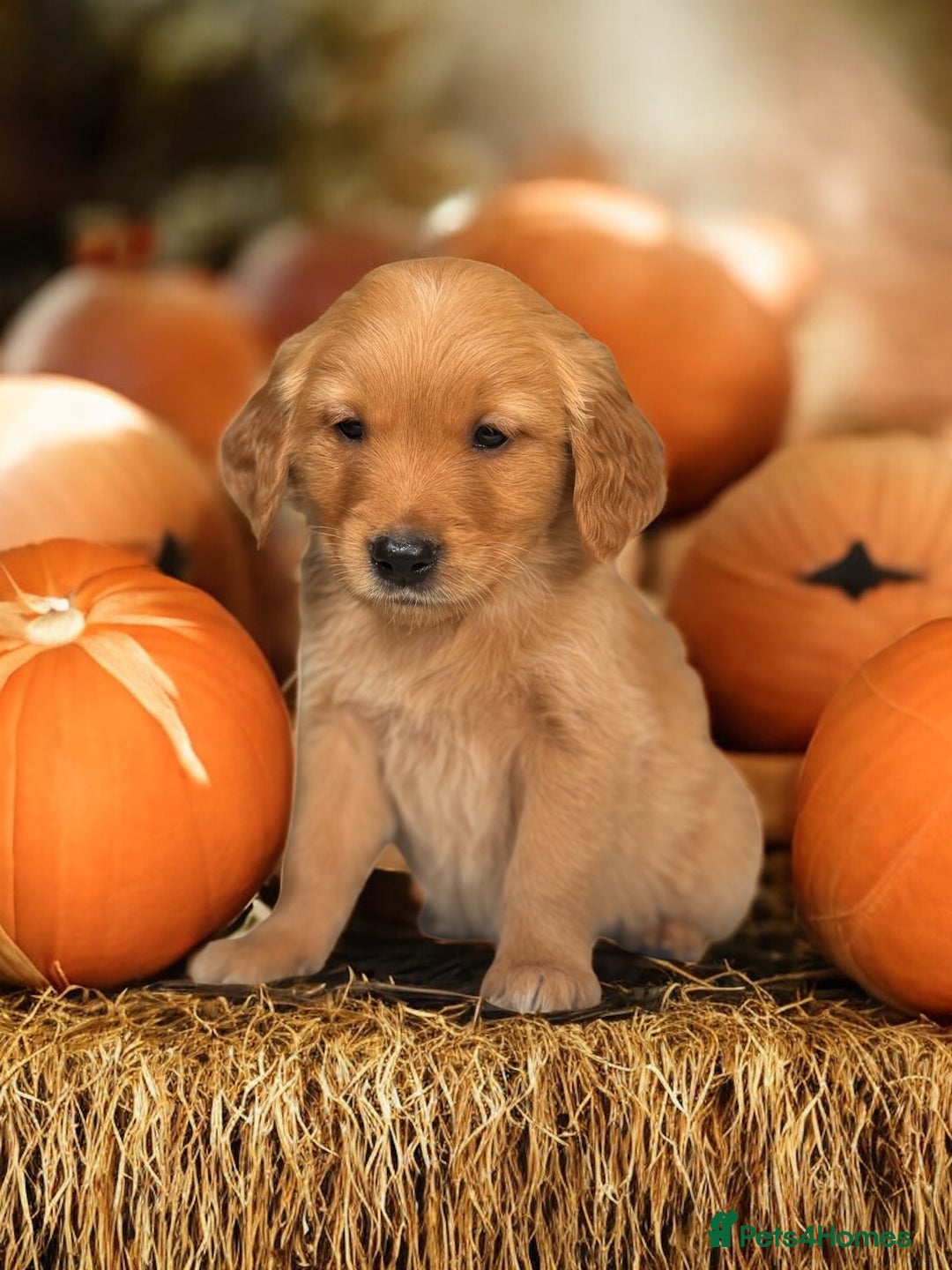 Golden Retriever dogs for sale: Last Stunning Male Pup Health Tested Parents  - Image 26