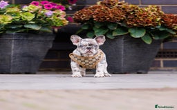 French Bulldog dogs for sale: Top girls ready to leave  - Image 3
