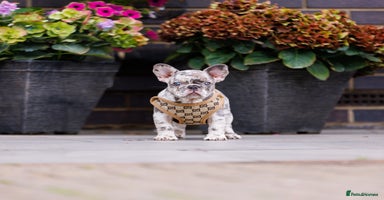 French Bulldog dogs - Advert 4