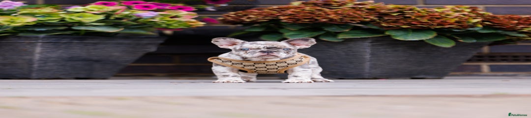 French Bulldog Puppy 4