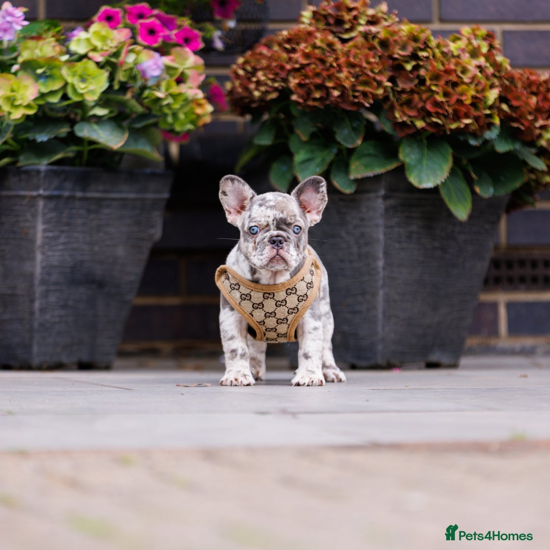 French Bulldog dogs for sale: Top girls ready to leave  - Image 3