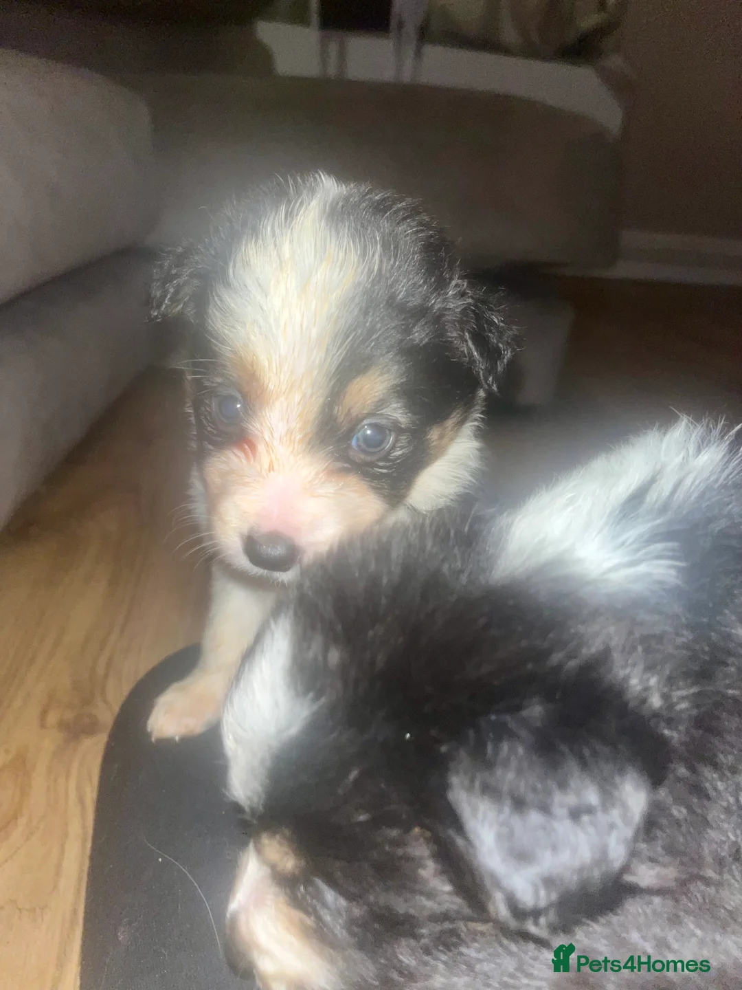 Border Collie dogs for sale: 6 beautiful tri border collie pups for sale  - Advert 20