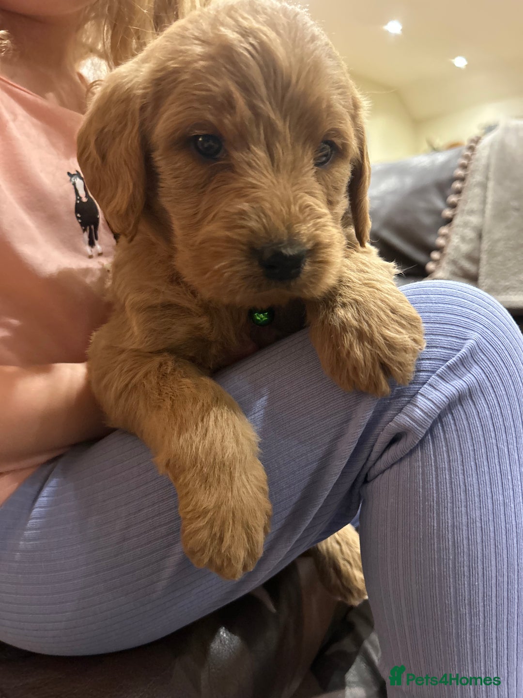 Labradoodle dogs for sale:  Labradoodle boys and girls - Advert 1
