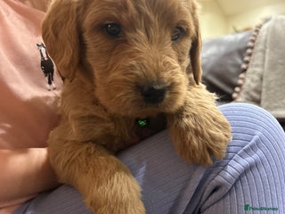 Labradoodle dogs Labradoodle boys and girls - Advert 2