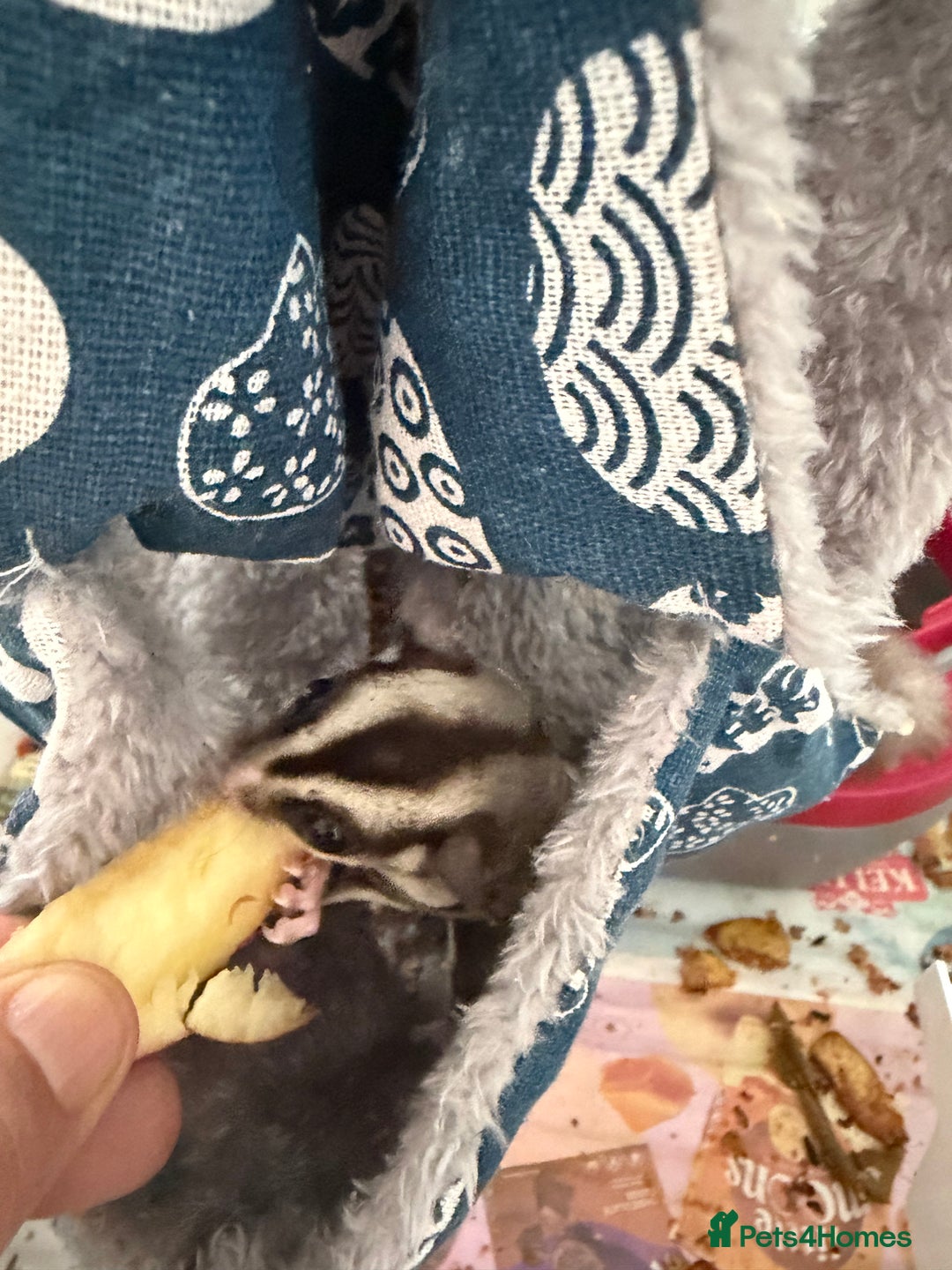 Sugar Glider rodents for sale: White and grey sugar glider - Advert 2