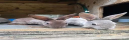 Rex rabbits for sale: Mini Rex and DwarfxRex - Advert 14