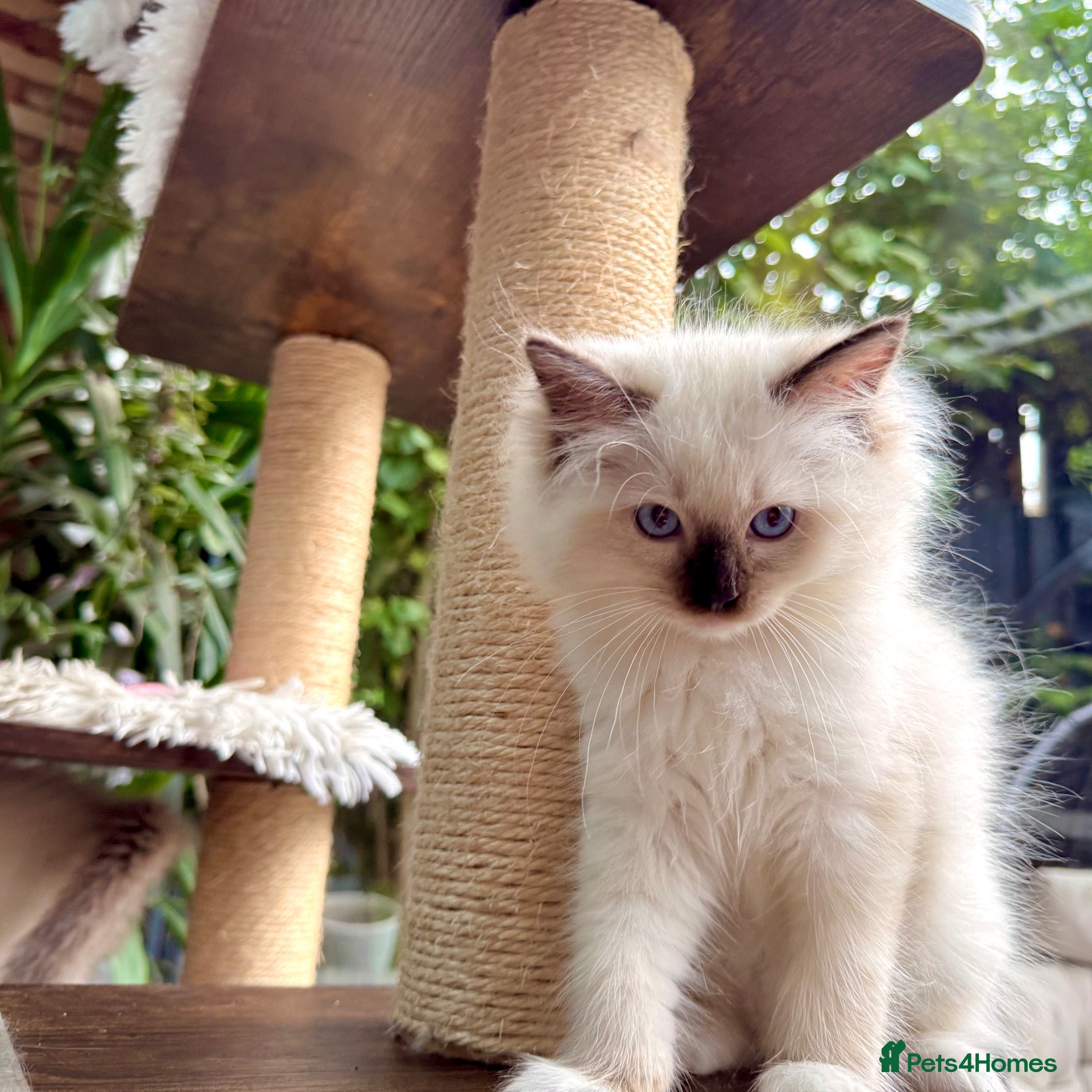 Ragdoll cats for sale: 🏆Imperial Grand Champion Sons! - Advert 2