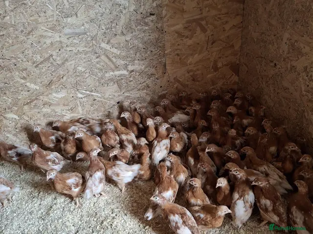 Hens poultry Bovan Brown Point of lay hens - Advert 4