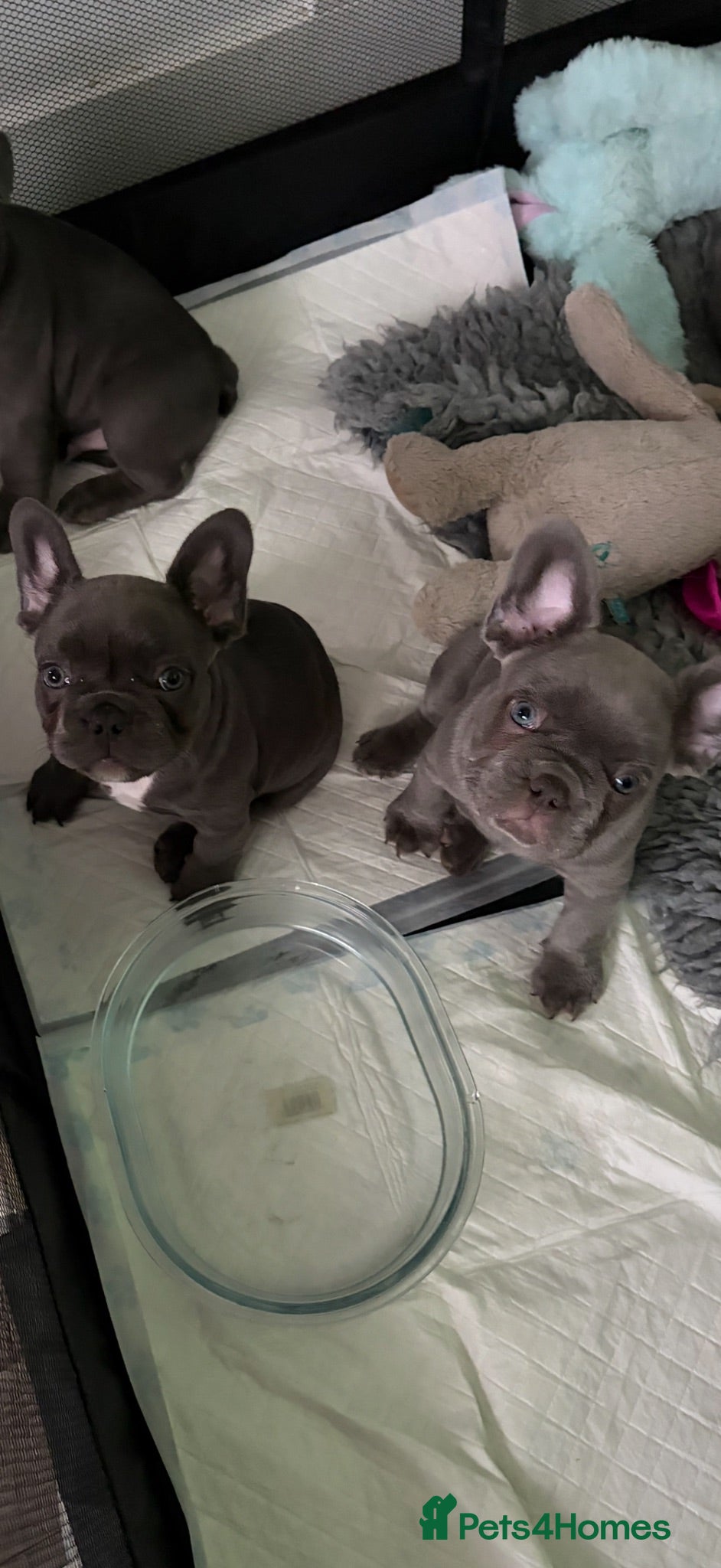French Bulldog dogs aa blues lilacs  Frenchie pups  - Advert 21