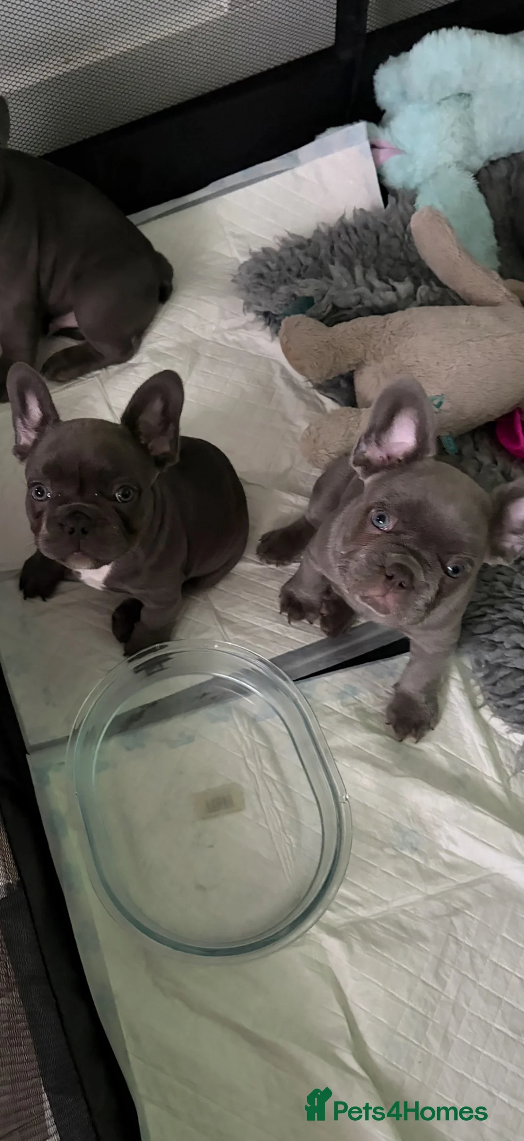 French Bulldog dogs for sale: aa blues lilacs  Frenchie pups  - Advert 2