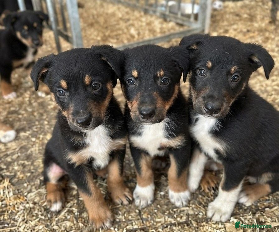 Border Collie dogs Gorgeous litter of Border Collies - Advert 1