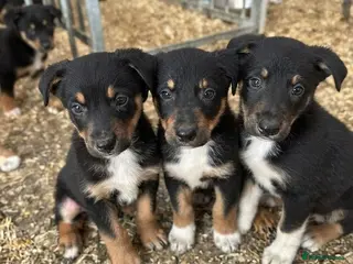 Border Collie dogs Gorgeous litter of Border Collies - Advert 4