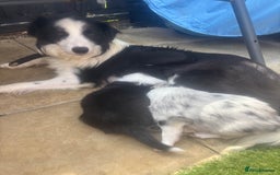 Border Collie dogs for sale: Fluffy long coat Blue merle border collie puppies - Image 29