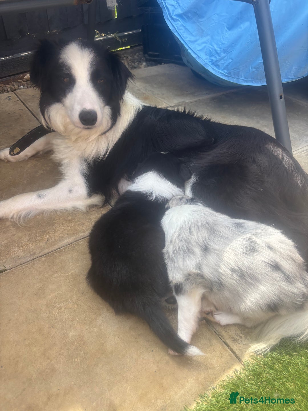 Border Collie dogs for sale: Fluffy long coat Blue merle border collie puppies - Image 29