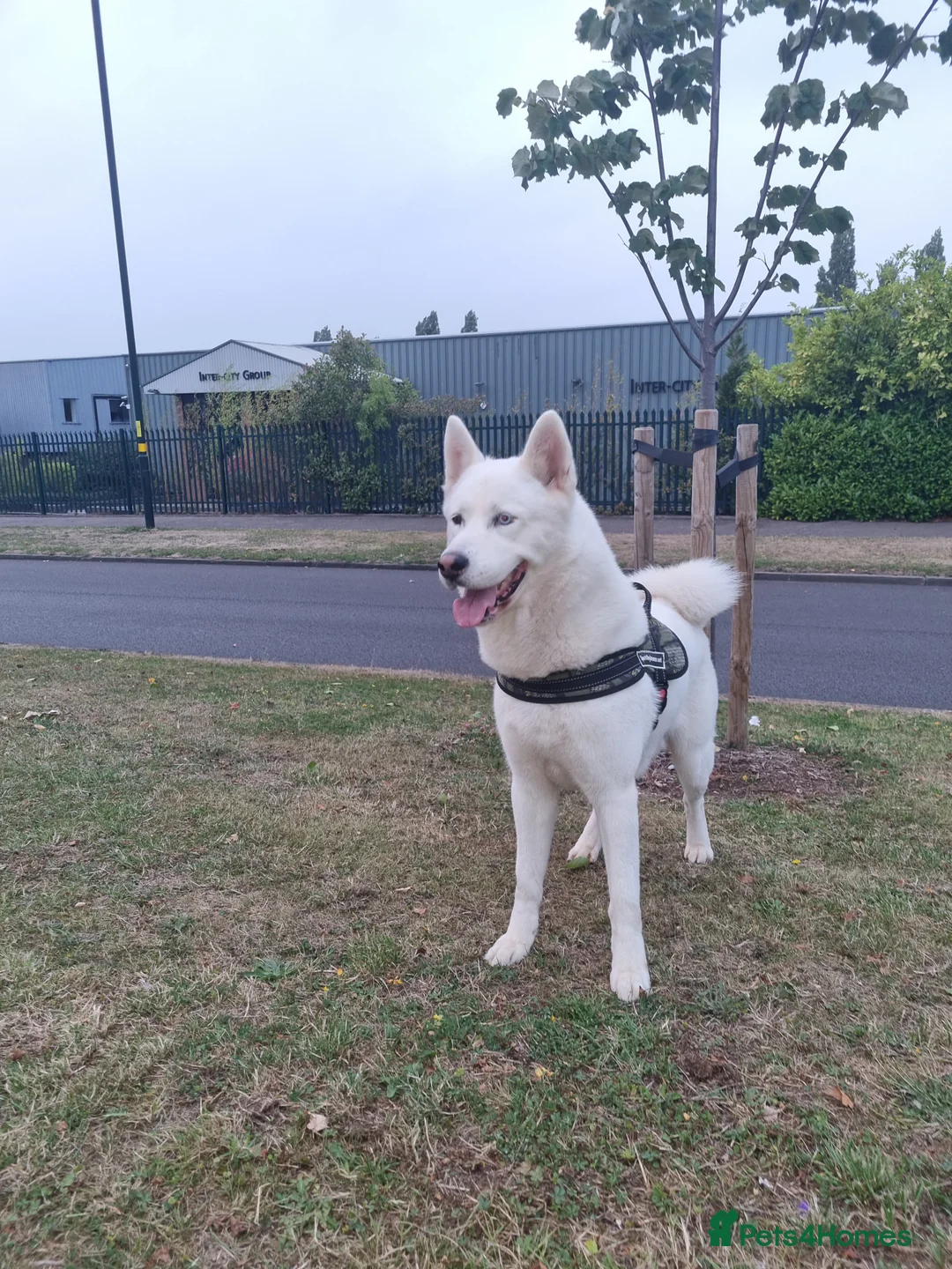 Siberian Husky dogs for stud: White Husky Proven Stud in Birmingham - Advert 3