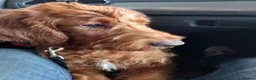 Labradoodle dogs for sale: Lovable crazy labradoodle in Leeds - Advert 6